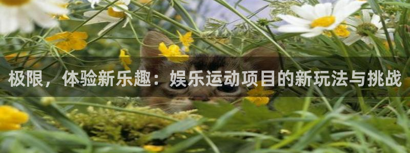 今年会app：极限，体验新乐趣：娱乐运动项目的新玩法与挑战